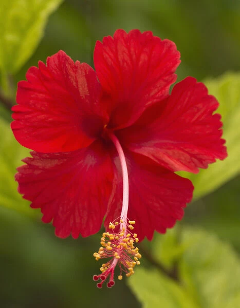 Red hibiscus, Hibiscus rosa-sinensis, Belize