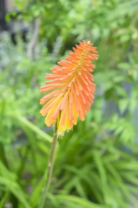 Framed Print : Red-Hot-Poker plant, USA