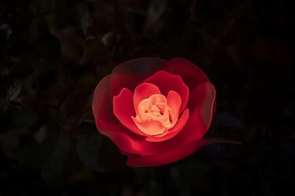 A red illuminated rose at night in a flower garden in Japan