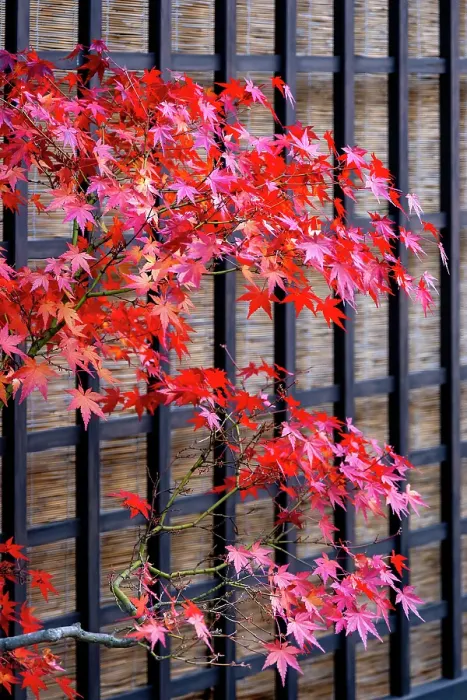 Framed Print : Red Japanese maple tree in autumn, Takayama, Japan