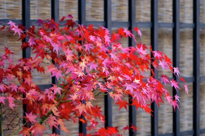 Framed Print : Red Japanese maple tree in autumn, Takayama, Japan Framed Print : Red Japanese maple tree in autumn, Takayama, Japan