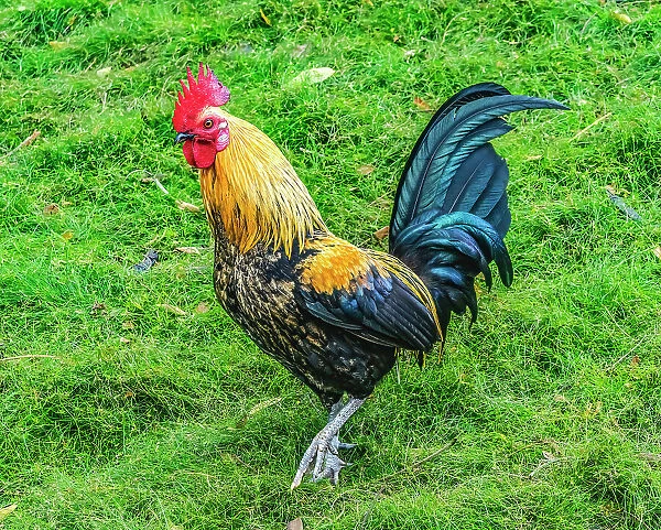 Red junglefowl rooster, Oahu, Hawaii