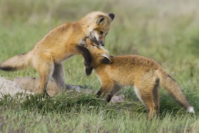 Framed Print : Red kit fox playing near safety of den Framed Print : Red kit fox playing near safety of den