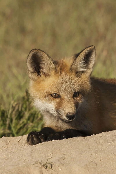 Red kit fox, resting on top den