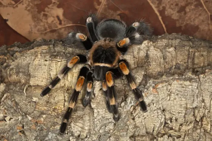 Framed Print : Red Knee Tarantula, Brachypelma smithi, Mexico Framed Print : Red Knee Tarantula, Brachypelma smithi, Mexico