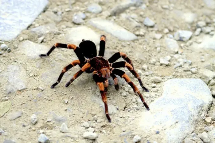 Framed Print : Red-kneed Tarantula (Euathlus mesomelas) close-up in on a trail at Monteverde Cloud Forest Reserve
