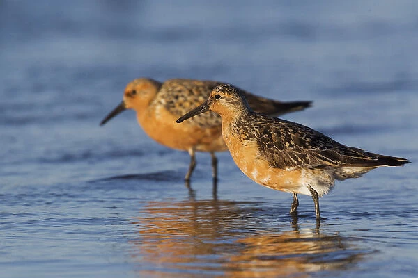 Red Knot Pair