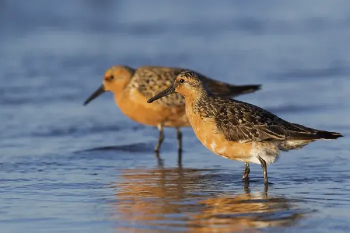 Framed Print : Red Knot Pair Framed Print : Red Knot Pair
