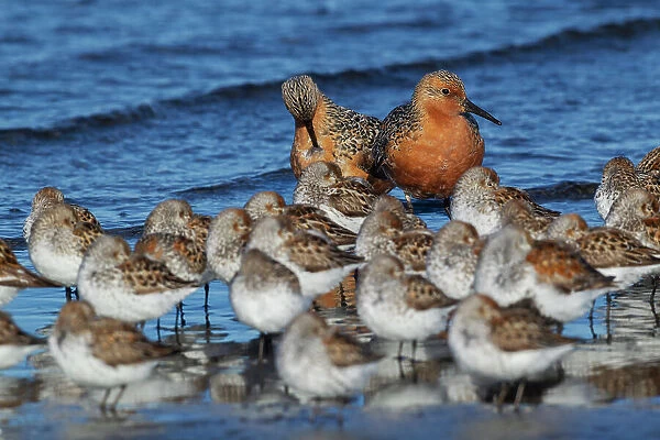 Red knots resting with western sandpipers