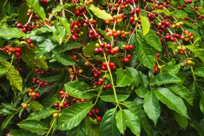 Framed Print : Red Kona coffee cherries on the vine, Captain Cook, The Big Island, Hawaii USA
