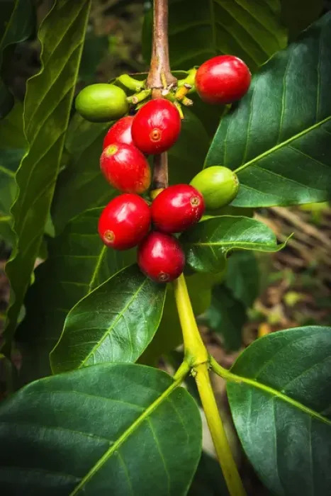 Framed Print : Red Kona coffee cherries on the vine, Captain Cook, The Big Island, Hawaii USA Framed Print : Red Kona coffee cherries on the vine, Captain Cook, The Big Island, Hawaii USA