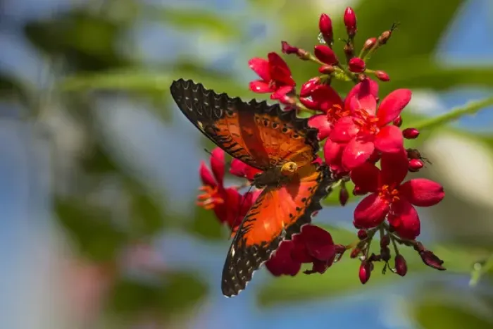 Framed Print : Red Lacewing butterfly (Cethosia biblis) at the Butterfly and Nature Conservatory Framed Print : Red Lacewing butterfly (Cethosia biblis) at the Butterfly and Nature Conservatory