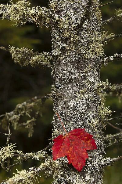 Red leaf and Old Mans Beard lichen on tamarack, Hiawatha National Forest, Alger County