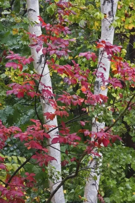 Framed Print : Red leaves and white birch tree, Acadia National Park, Maine