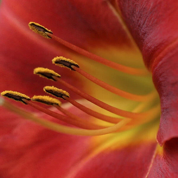 Red lily abstract