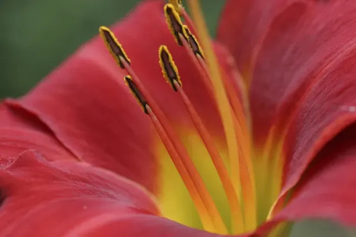 Framed Print : Red lily abstract Framed Print : Red lily abstract