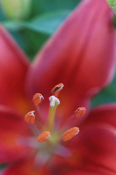 Red lily close-up, Kentucky