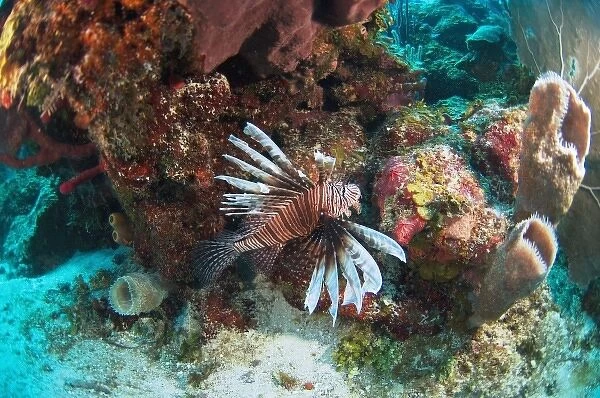 Red Lionfish (Pterois volitans) Coral Reef Island, Belize Barrier Reef. Second largest