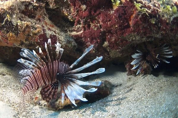 Red Lionfish (Pterois volitans) Coral Reef Island, Belize Barrier Reef. Second largest