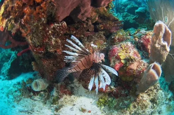 Framed Print : Red Lionfish (Pterois volitans) Coral Reef Island, Belize Barrier Reef. Second largest Framed Print : Red Lionfish (Pterois volitans) Coral Reef Island, Belize Barrier Reef. Second largest