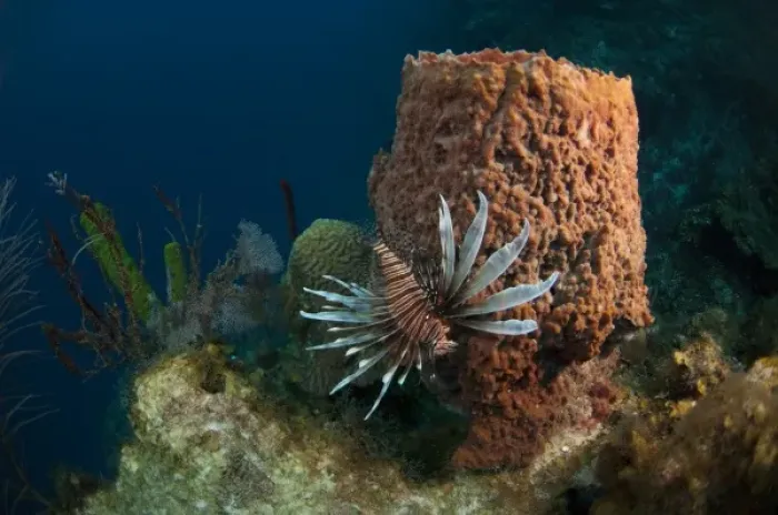 Framed Print : Red Lionfish (Pterois volitans) Coral Reef Island, Belize Barrier Reef. Second largest Framed Print : Red Lionfish (Pterois volitans) Coral Reef Island, Belize Barrier Reef. Second largest