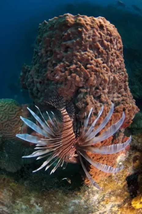 Framed Print : Red Lionfish (Pterois volitans) Coral Reef Island, Belize Barrier Reef. Second largest Framed Print : Red Lionfish (Pterois volitans) Coral Reef Island, Belize Barrier Reef. Second largest