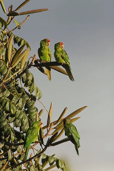 Red-lored Parrots, Costa Rica