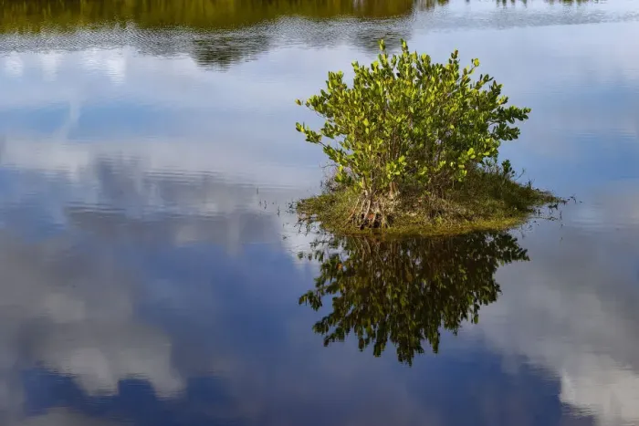 Framed Print : Red mangrove and cloud reflection on calm water, Merritt Island National Wildlife Refuge, Florida