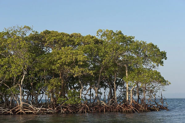 Red Mangrove (Rhizophora mangle) BELIZE, Central America