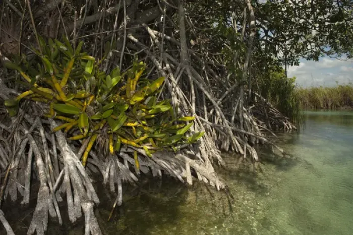 Framed Print : Red Mangrove (Rhizophora mangle) & Orchid Sian Ka an Biosphere Reserve