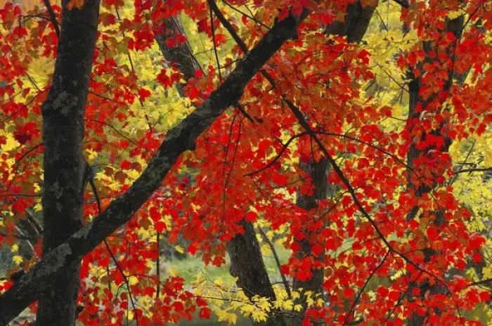 Framed Print : Red Maple Close-Up, Sebago Lake State Park, Raymond, Maine, USA