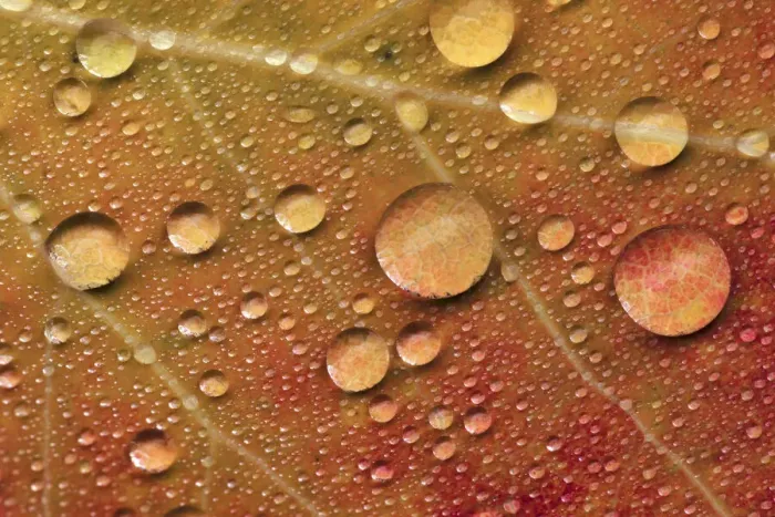 Framed Print : Red maple leaf in autumn on forest floor with raindrops, Upper Peninsula of Michigan Framed Print : Red maple leaf in autumn on forest floor with raindrops, Upper Peninsula of Michigan