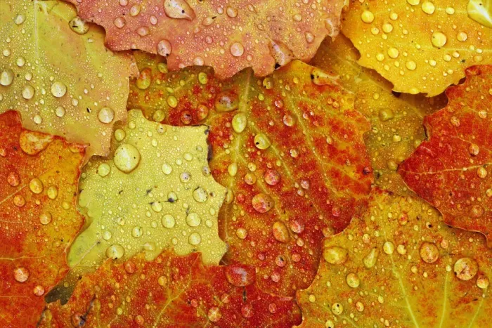 Framed Print : Red maple leaf in autumn on forest floor with raindrops, Upper Peninsula of Michigan