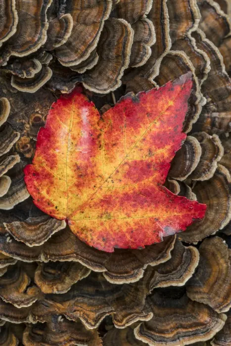 Framed Print : Red maple leaf on Bracket Fungi, Pictured Rocks National Lakeshore
