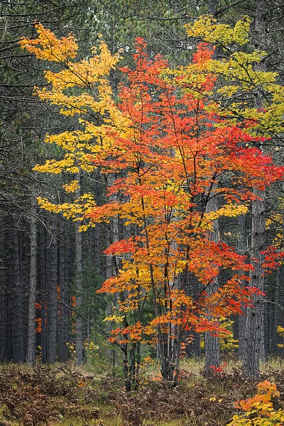 Red maple leaves in autumn and pine tree trunks, Hiawatha National Forest
