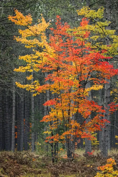 Framed Print : Red maple leaves in autumn and pine tree trunks, Hiawatha National Forest
