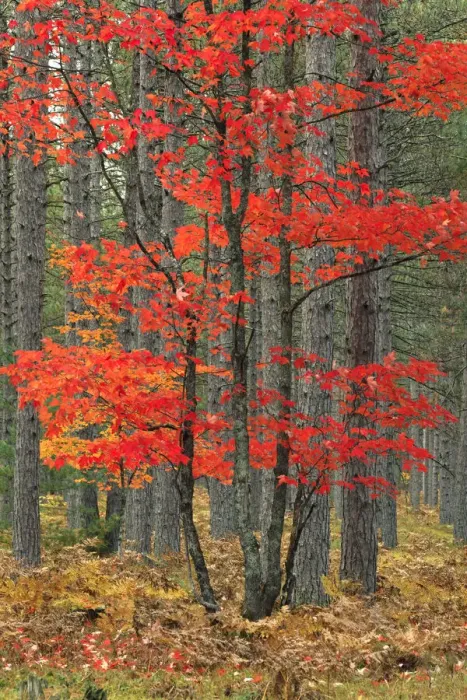 Framed Print : Red maple leaves in autumn and pine tree trunks, Hiawatha National Forest Framed Print : Red maple leaves in autumn and pine tree trunks, Hiawatha National Forest