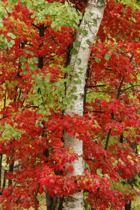 Framed Print : Red maple leaves in autumn and white birch tree trunk, Upper Peninsula of Michigan Framed Print : Red maple leaves in autumn and white birch tree trunk, Upper Peninsula of Michigan