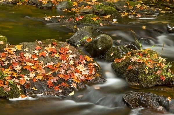 Red maple leaves carpet the rocks in the Little Carp River in Porcupine Mountains