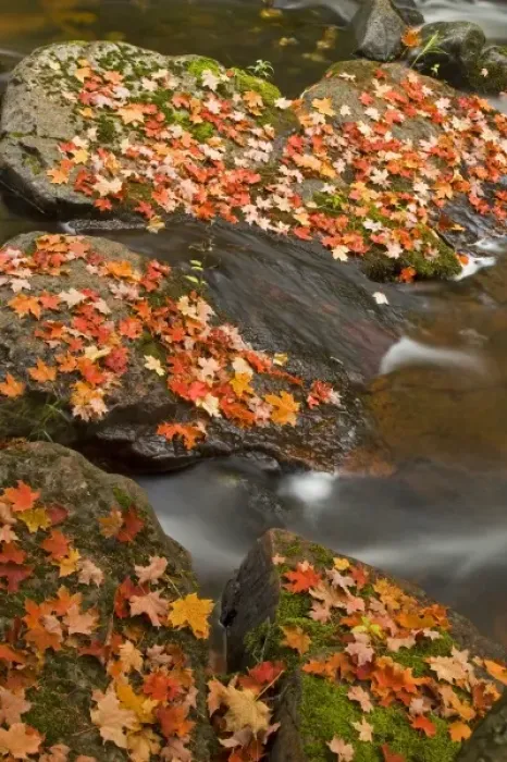 Framed Print : Red maple leaves carpet the rocks in the Little Carp River in Porcupine Mountains Framed Print : Red maple leaves carpet the rocks in the Little Carp River in Porcupine Mountains