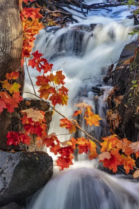 Framed Print : Red maple leaves in Cascade at Bond Falls State Park, Michigan, USA Framed Print : Red maple leaves in Cascade at Bond Falls State Park, Michigan, USA