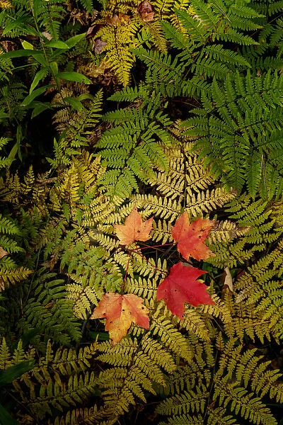 Red Maple leaves on ferns, Hiawatha National Forest, Upper Peninsula of Michigan