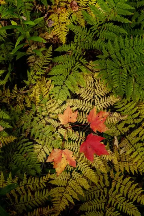 Framed Print : Red Maple leaves on ferns, Hiawatha National Forest, Upper Peninsula of Michigan Framed Print : Red Maple leaves on ferns, Hiawatha National Forest, Upper Peninsula of Michigan