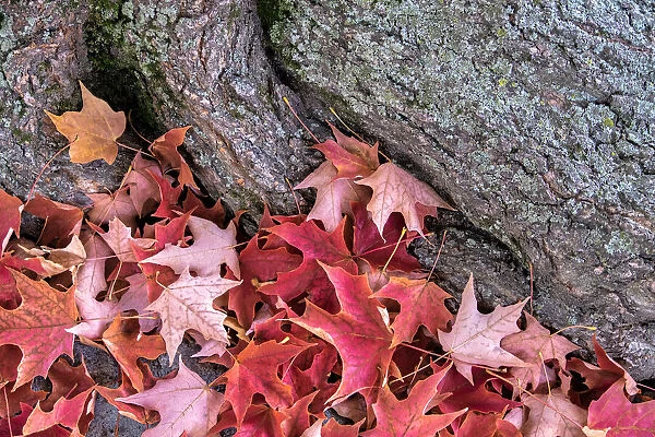 Red maple leaves, Massachusetts, USA