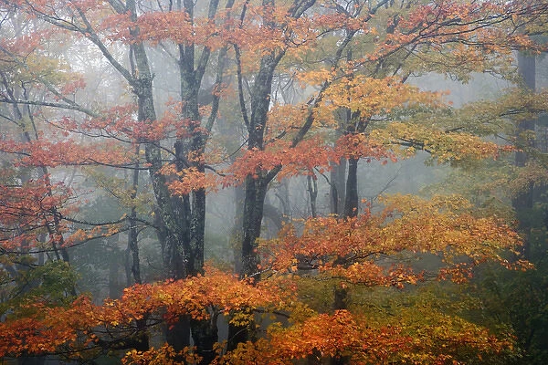 Red Maple tree, Acer rubrum, portrait in foggy forest, Pisgah National Forest, North