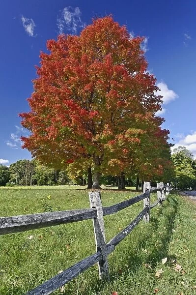 Red Maple tree in autumn colors, near Concord, Massachusetts