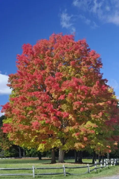 Framed Print : Red Maple tree in autumn colors, near Concord, Massachusetts Framed Print : Red Maple tree in autumn colors, near Concord, Massachusetts
