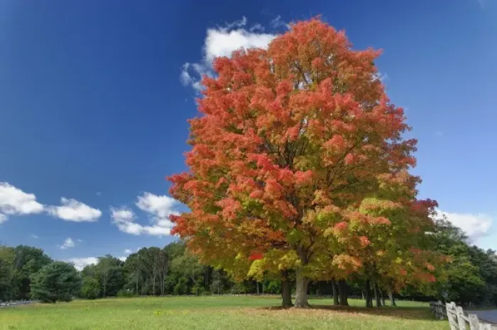 Framed Print : Red Maple tree in autumn colors, near Concord, Massachusetts