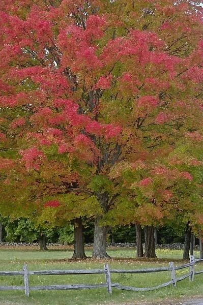 Red Maple tree in autumn colors, near Concord, Massachusetts