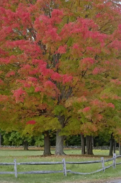 Framed Print : Red Maple tree in autumn colors, near Concord, Massachusetts Framed Print : Red Maple tree in autumn colors, near Concord, Massachusetts